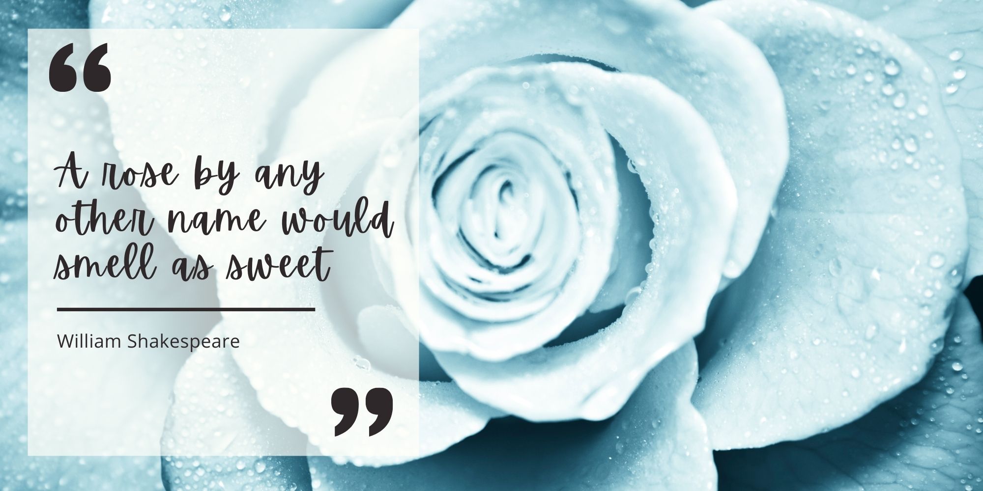 light blue rose and quote from Shakespeare